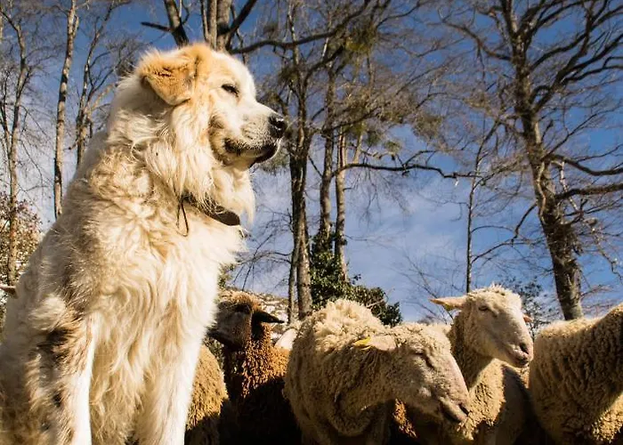 Vie D'estive بيت للعطل